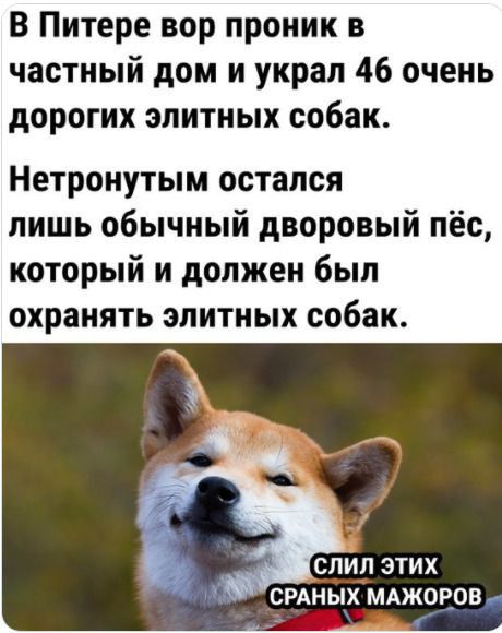 В Питере вор проник в частный дом и украл 46 очень дорогих элитных собак Нетронутым остался лишь обычный дворовый пёс который и должен был охранять элитных собак СЛИП ЭТИХ СРАНЫХ МАЖОЕОВ