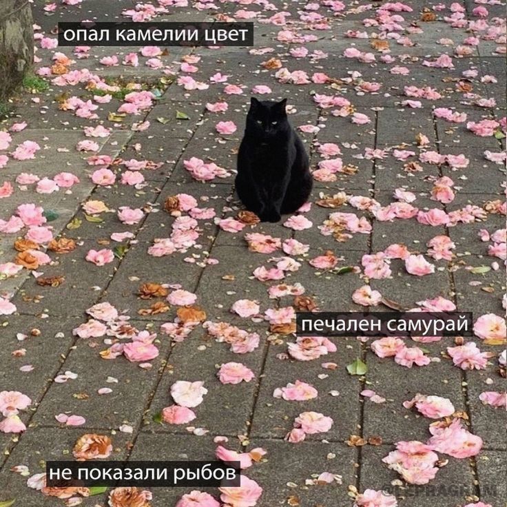 грч и п а 3 а к о п е н