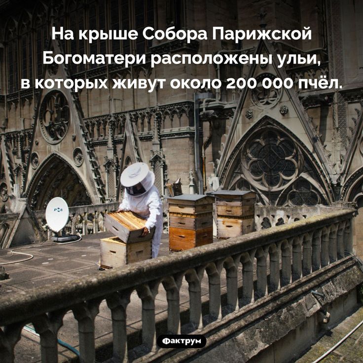 На крыше Собора Парижской Богоматери расположены ульи из как 20 отд нкшарыхж 47 51