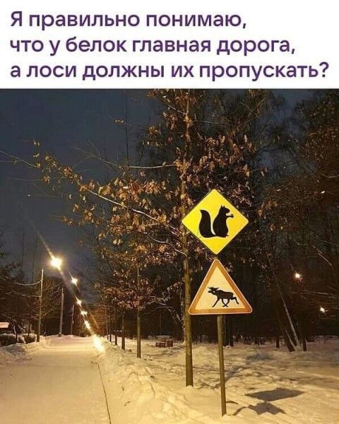 Я правильно понимаю что у белок главная дорога а лоси должны их пропускать