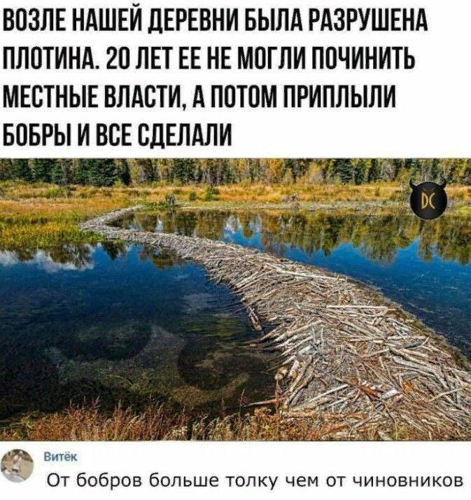 ВПЗПЕ НАШЕЙ ЛЕРЕВНИ БЫЛА РАЗРУШЕНА ПЛПТИНА 20 ЛЕТ ЕЕ НЕ МОГЛИ ПОЧИНИТЬ МЕСТНЫЕ ВЛАСТИ А ПОТПМ ПРИПЛЫЛИ БПБРЫ И ВСЕ СДЕЛАЛИ От бобров больше толку чем от чиновников