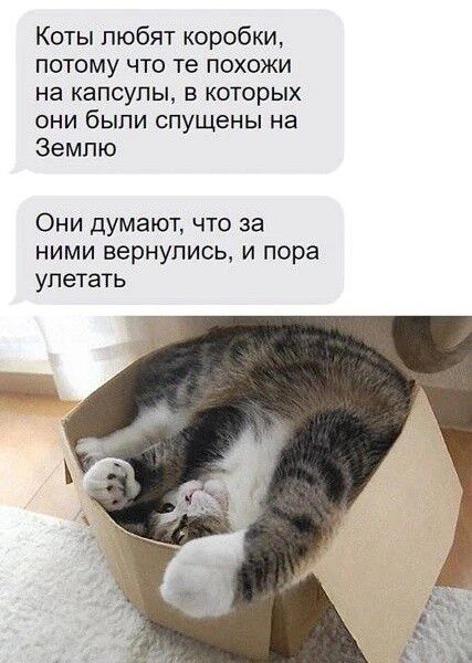 Коты любят коробки потому что те похожи на капсулы в которых они были спущены на Землю Они думают что за ними вернулись и пора улетать