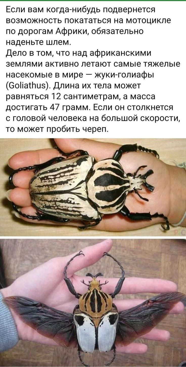 Если вам когда нибудь подвернется возможность покататься на мотоцикле по дорогам Африки обязательно наденьте шлем Дело в том что над африканскими землями активно летают самые тяжелые насекомые в мире жукитолиафы соііатиэ Длина их тела может равняться 12 сантиметрам а масса достигать 47 грамм Если он столкнется с головой человека на большой скорости то может пробить череп
