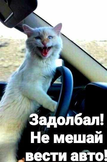 Не мешай вести аЁто