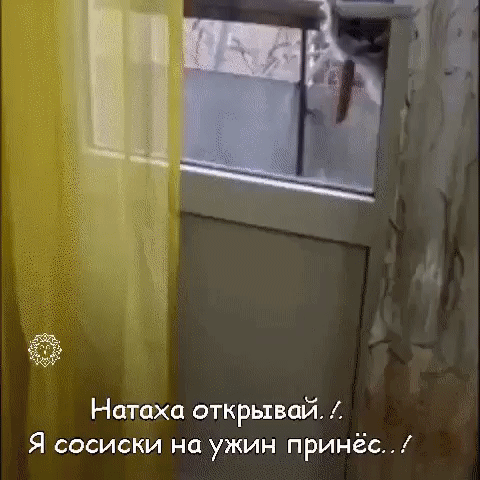 Натаха открывай Я сосиски на ужин принёс