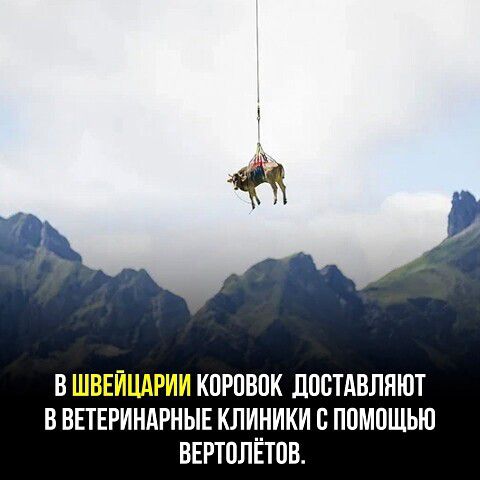 КОРОВПК ДПСТАВЛЯЮТ В ВЕТЕРИНАРНЫЕ КЛИНИКИ С ППМПЩЬЮ ВЕРТПЛЁТПВ