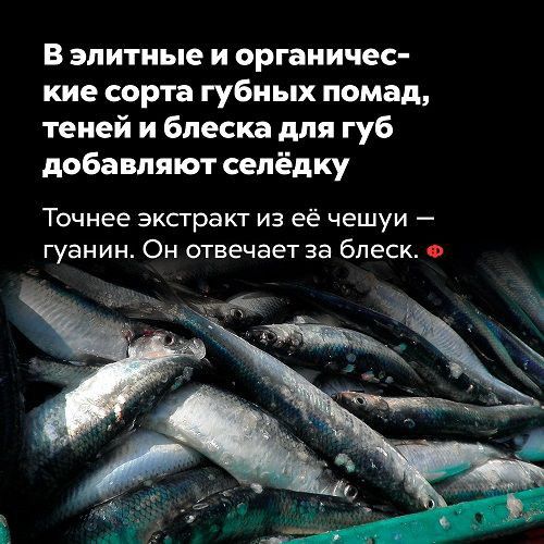 В элитные и органичес кие сорта губных помад теней и блеска для губ добавляют селёдку Точнее зксгракт из её чешуи гуанин Он отвечает за блеск