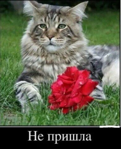д мт Не пришла