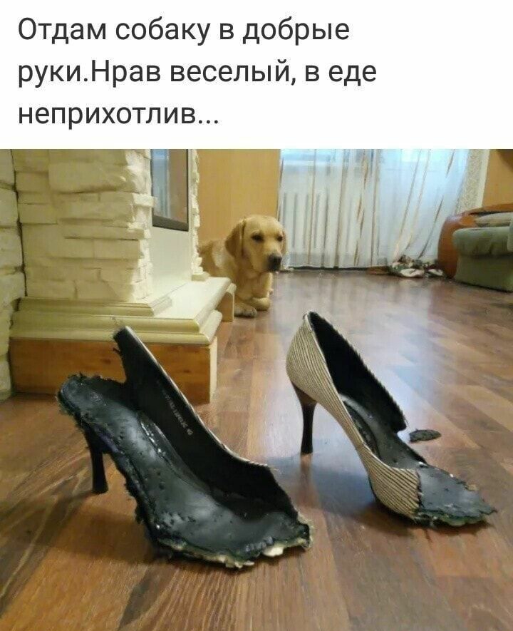 Отдам собаку в добрые рукиНрав веселый в еде неприхотлив