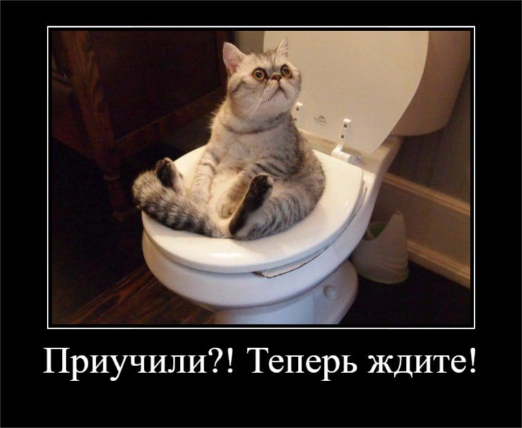 Приучили Теперь ждите