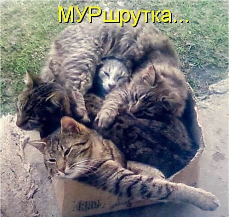 МУРщрйу котвмагр