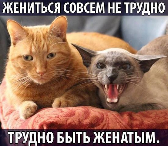 ЖЕНИТЬСЯ СОВСЕМ НЕ ТРУДНО ТРУДНО БЫТЬ ЖЕНАТЫМ