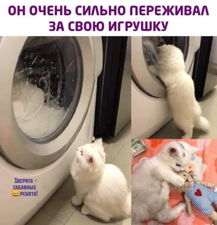ОН ОЧЕНЬ СИЛЬНО ПЕРЕЖИВАА ЗА СВОЮ ИГРУШКУ шип шпиц пни