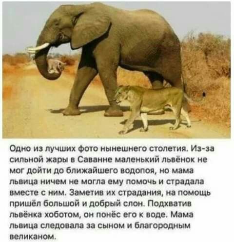 Одно из лучших Фот нынешнего столетия Изи сильной жары Сними мшвиький пьпіим не мы дойки пп ближайшего подано но мама ища иич м не мита ппу помоч и поддал имееш МИМ заменю И суршиия пашни пришёл бальшой и добрый слои Палпати лнвёцп побегом он понёс его к воде Мама львица следим сынам и снегопады кликами