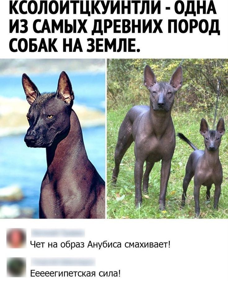 КСОЛОИТЦКУИНТЛИ ОДНА ИЗ САМЫХ дРЕВНИХ ПОРОД СОБАК НА ЗЕМЛЕ Чет на образ Анубиса смахивает Ееееегипетсквя сила