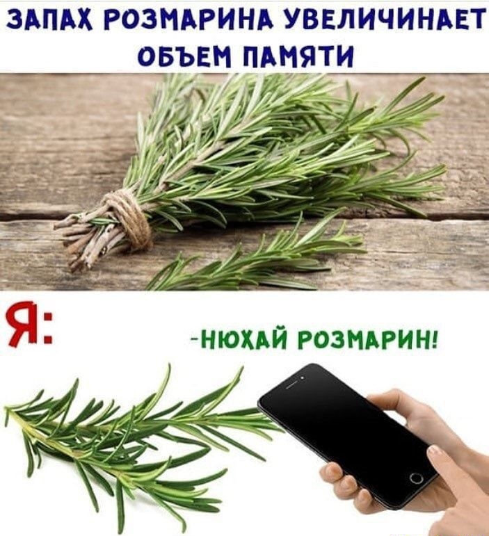 ЗАПАХ РОЗНАРИНА УВЕЛИЧИНАЕТ