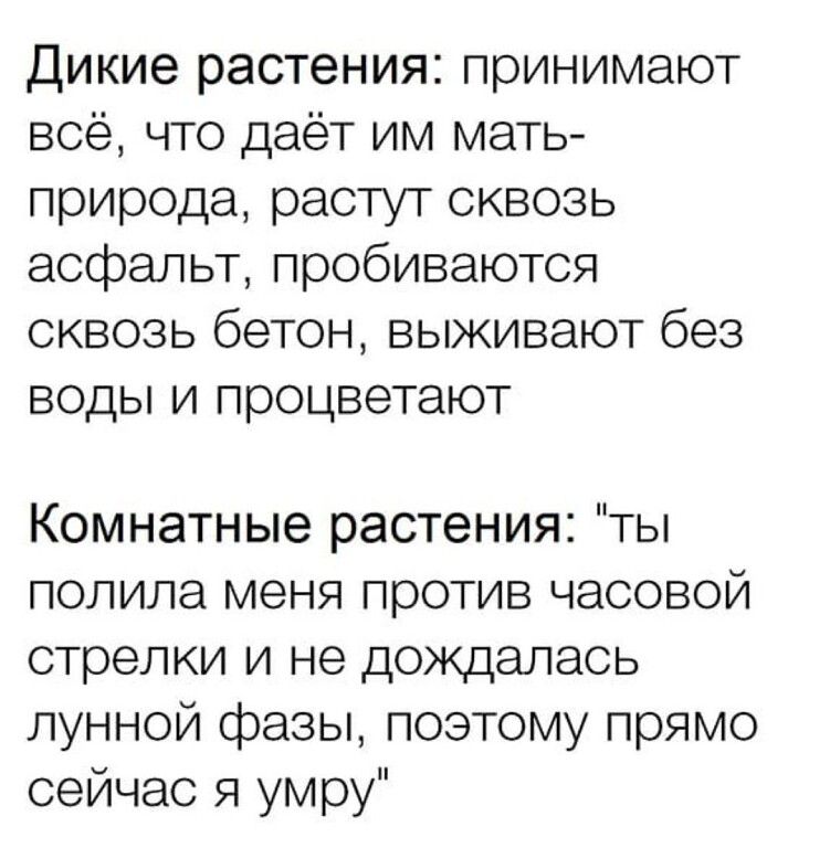 Дикие растения принимают всё что даёт им мать природа растут сквозь асфальт пробиваются сквозь бетон выживают без воды и процветают Комнатные растения ты полипа меня против часовой стрелки и не дождалась лунной фазы поэтому прямо сейчас я умру