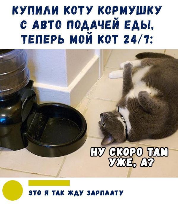 КУПИАИ КОТУ КОВМУШКУ с АВТО П0ААЧЕИ ЕАЫ ТЕПЕРЬ МОИ КОТ 241 ЭТО Я ТАК ЖДУ АРПААТУ