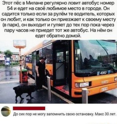 Этот пес в Милане регулярно ловит автобус помер 54 и едет на свое любимое место в городе Он садится только если за рулем те водитель которых он любит и как только он приезжает своему месту в парк он выходит и гуляет до тех пор пока через пару асов не приедет тот же автобус На кем он едет обратно домой Да с под 0 им свою ишо дк за пе