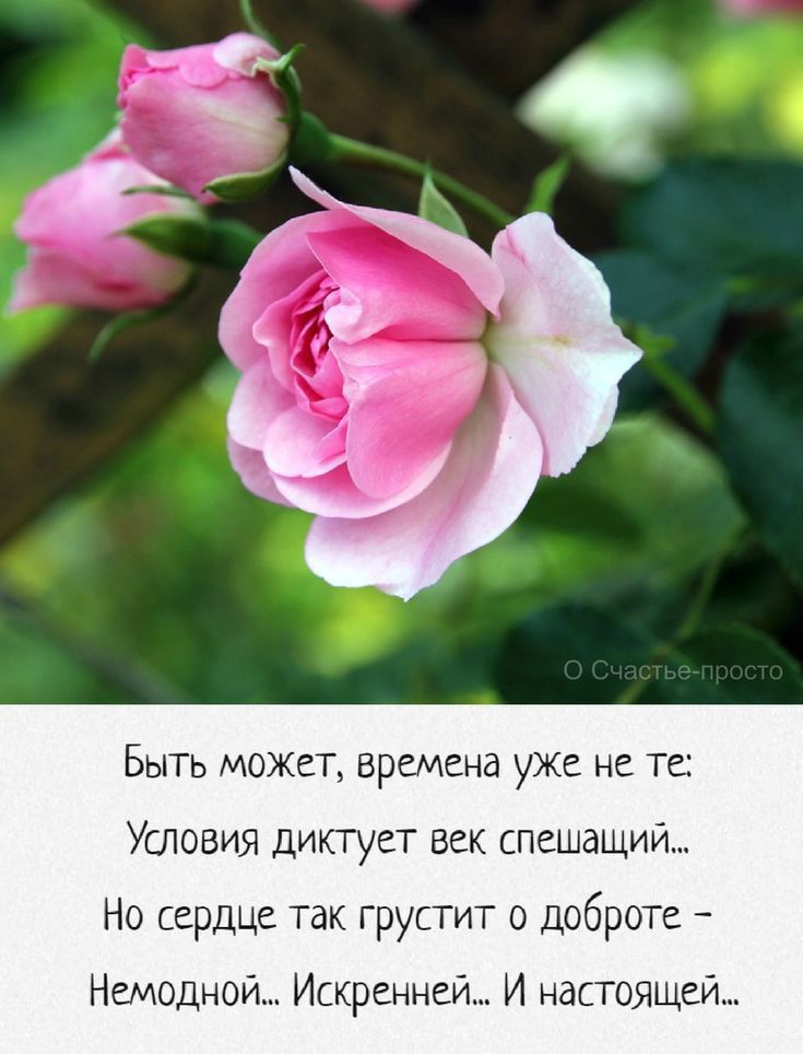 Быть может времена уже не те Угловия диктует век спешащий Но сердце так грустит о доброте Немоднои Ипкренней И настоящей