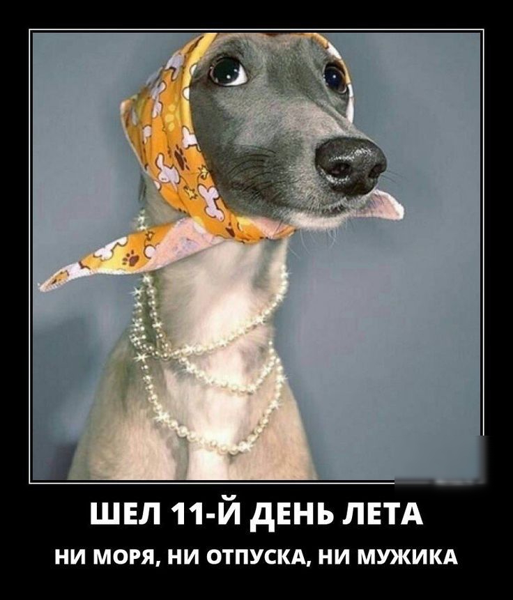 ШЕП 11 Й дЕНЬ ЛЕТА ни моря ни отпускА ни мужикд