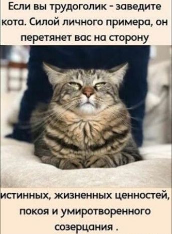 Если вы трудоголик заведите котсъ Силой личного примера он перетянет вас на сторону ИСГИННЫХ жизненных ЦЕННОСТЕЪЪ ПОКОЯ И УМИРОТВОРеННОГО созерцания