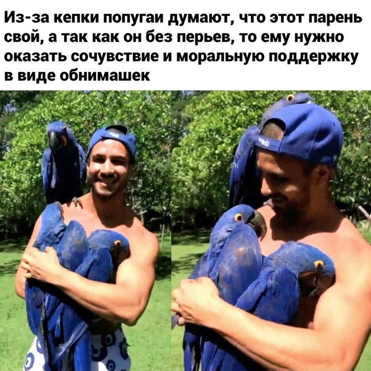 ИЗЗВ кепки попугаи думают ЧТО ЭТОТ парень свой в так как он без перьев то ему нужно оказать СОЧУВСТБИЕ И моральную поддержку в виде обиимашек