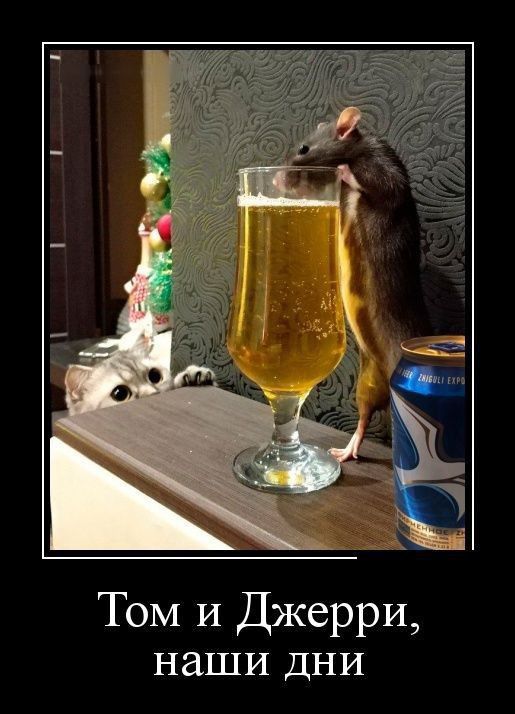 Том И Джерри наши дни
