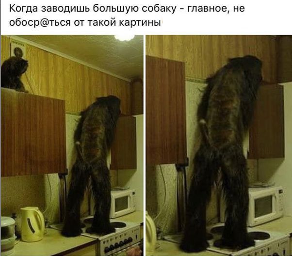 Когда заводишь большую собаку главное не обоевться от такой картины