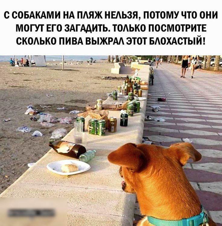 с СОБАКАМИ НА ПАЯЖ НЕАЬЗЯ ПОТОМУ ТО ОНИ МОГУТ ЕГО ЗАГААИТЪ ТОАЪКО ПОСМОТРИТЕ ОКОАЬКО ПИВА ВЫЖРМ ЭТОТ БАОХАОТЫЙ