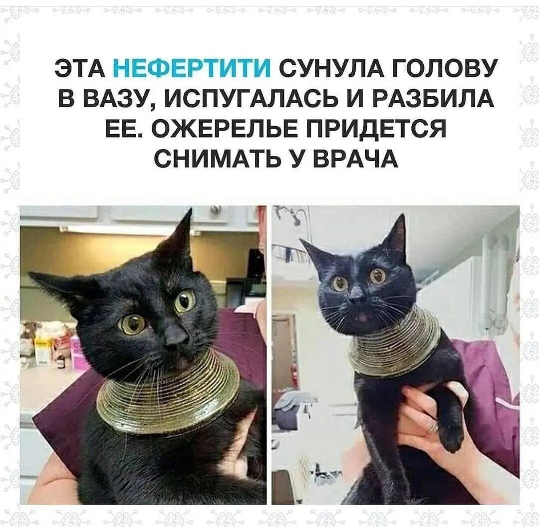 ЭТА НЕФЕРТИТИ СУНУПА ГОЛОВУ В БАЗУ ИСПУГАЛАСЬ И РАЗБИЛА ЕЕ ОЖЕРЕПЬЕ ПРИДЕТСЯ СНИМАТЬ У ВРАЧА