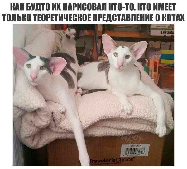 ИАН ШШШ ИХ ИПРИВПМП итп тп ИТП ИМЕЕТ ТПЛЫШ ТЕШПИЧЕЕНШЕ ПРЕДСТАВЛЕНИЕ 0 Ш м9