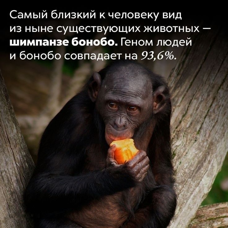 Самый близкий к человеку вид ИЗ НЫНЕ существующих ЖИВОТНЫХ _ шимпанзе боиобо Геном людей и бонобо совп ет на 936 _