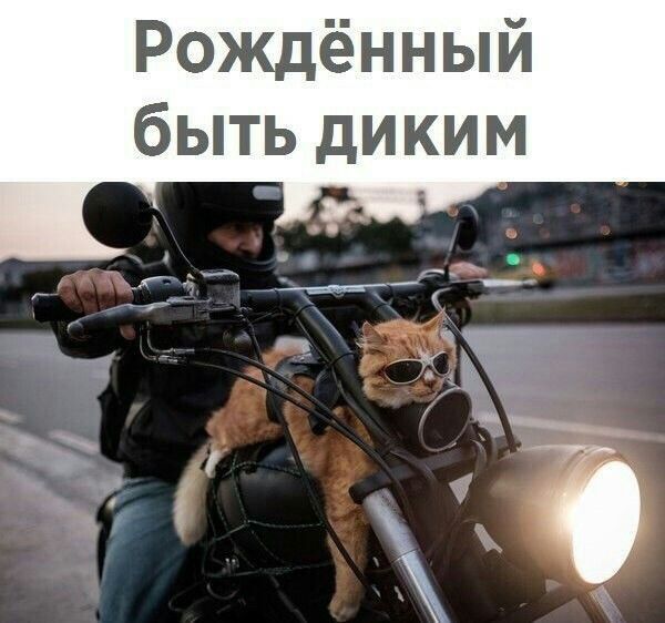 Рождённый быть диким