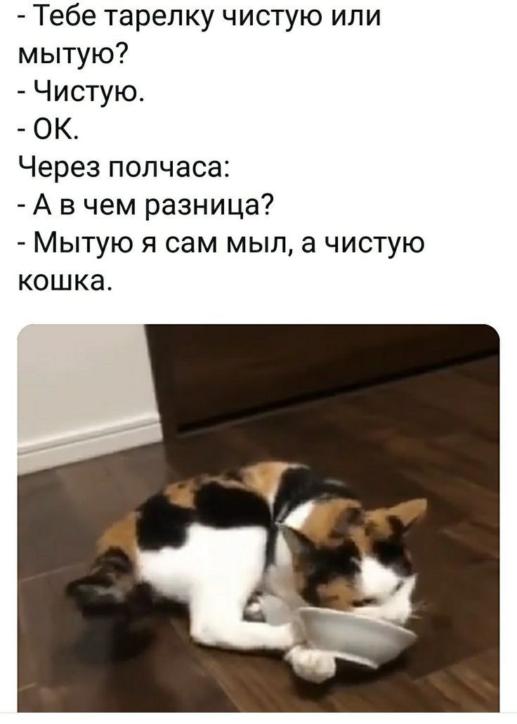 Тебе тарелку чистую или мытую Чистую ОК Через полчаса А в чем разница Мытую я сам мыл а чистую кошка