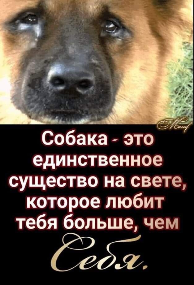 Собака это единственное существо на свете которое любит тебя больше чем