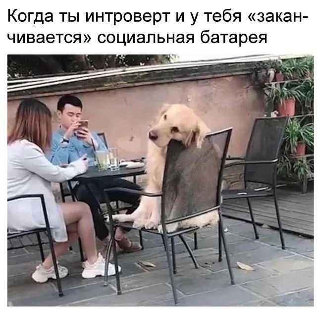 Когда ты интроверт и у тебя закан