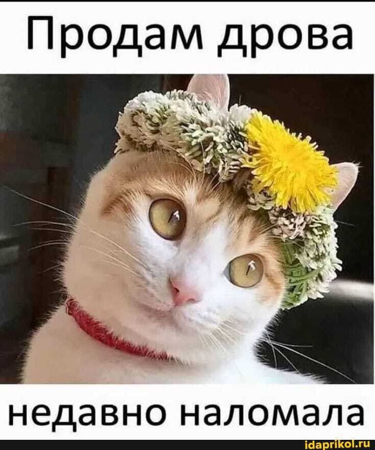 Продам дрова НЭДЭВНО НЭЛОМЭЛЭ