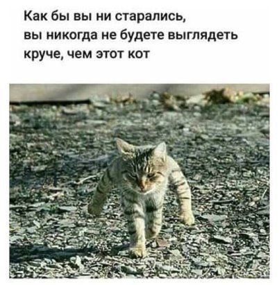 Как бы вы ни старались вы никогда не будете выглядеть круче чем этот кот
