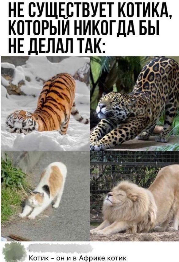 НЕ СУЩЕСТВУЕТ КОТИКА КОТОРЫИ НИКОГДА БЫ НЕ ДЕЛАЛ ТАК _ 1 _Р 1 К