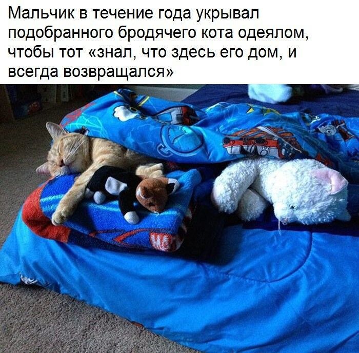 Мальчик в течение года укрывап подобранногв бродячего кота одеялом чтобы тот знал что здесь его дом и всегда возвращался