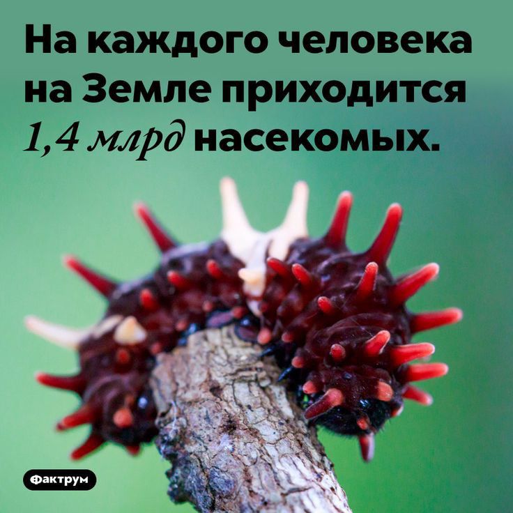На каждого человека на Земле приходится 14 млрд насекомых