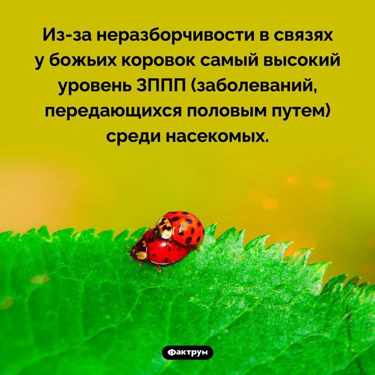 жир и