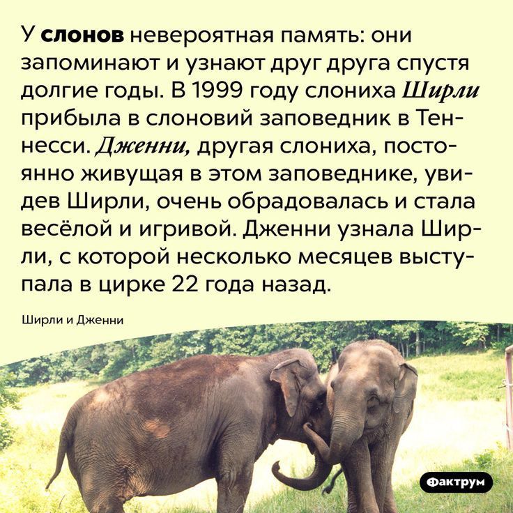 у СЛОНОВ невероятная ПЭМЯТЬ ОНИ запоминают и узнают друг друга спустя долгие годы В 1999 году спониха Ширли прибыла слоновий заповедник в Тен НЕССИДНИ друГаЯ СПОНИХЭ ПОСТО янно живущая в этом заповеднике уви дев Ширли очень обрадовалась и стала весёлой и игривой дженни узнала Шир ли с которой несколько месяцев высту пала в цирке 22 года назад шт и д