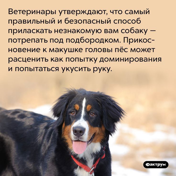 Ветеринары утверждают что самый правильный и безопасный способ приласкать незнакомую вам собаку потрепать под подбородком Прикос новение к макушке головы пёс может расценить как попытку доминирования и попытаться укусить руку