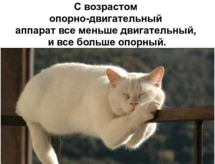 С возрастом сперме двигательный аппарат все меньше двигательный и все больше опо
