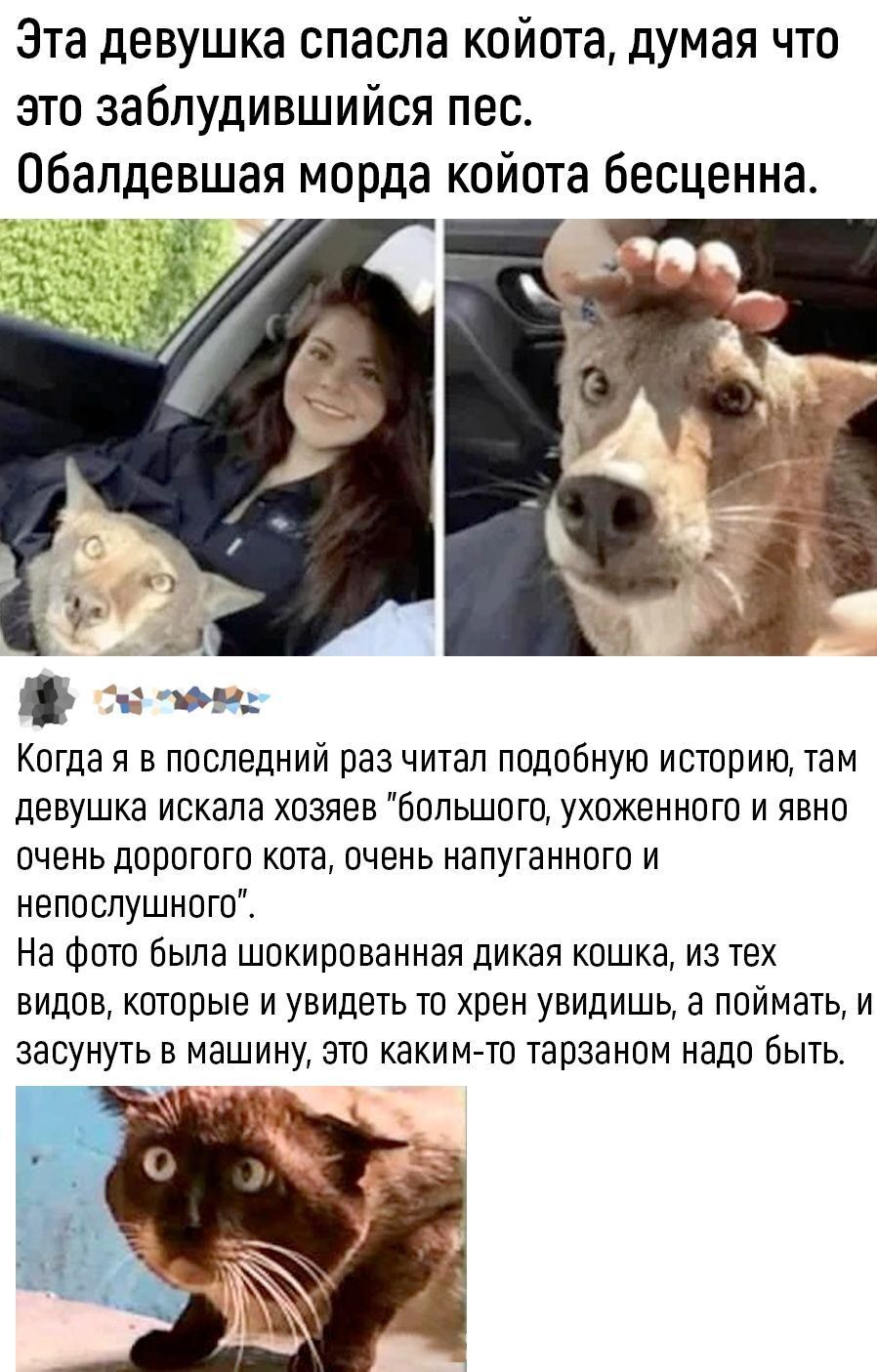 Эта девушка спасла койота думая что это заблудившийся пес Обалдевшая морда койота бесценна ту Когда я ПОСЛЕДНИЙ раз читал подобную историю там девушка искала хозяев большого ухоженного и явно очень дорогого кота очень напуганного и непослушного На Фото была шокированная дикая кошка из тех видов которые и увидеть то хрен увидишь а поймать и засунуть в машину зто какимгто тарзаном надо быть