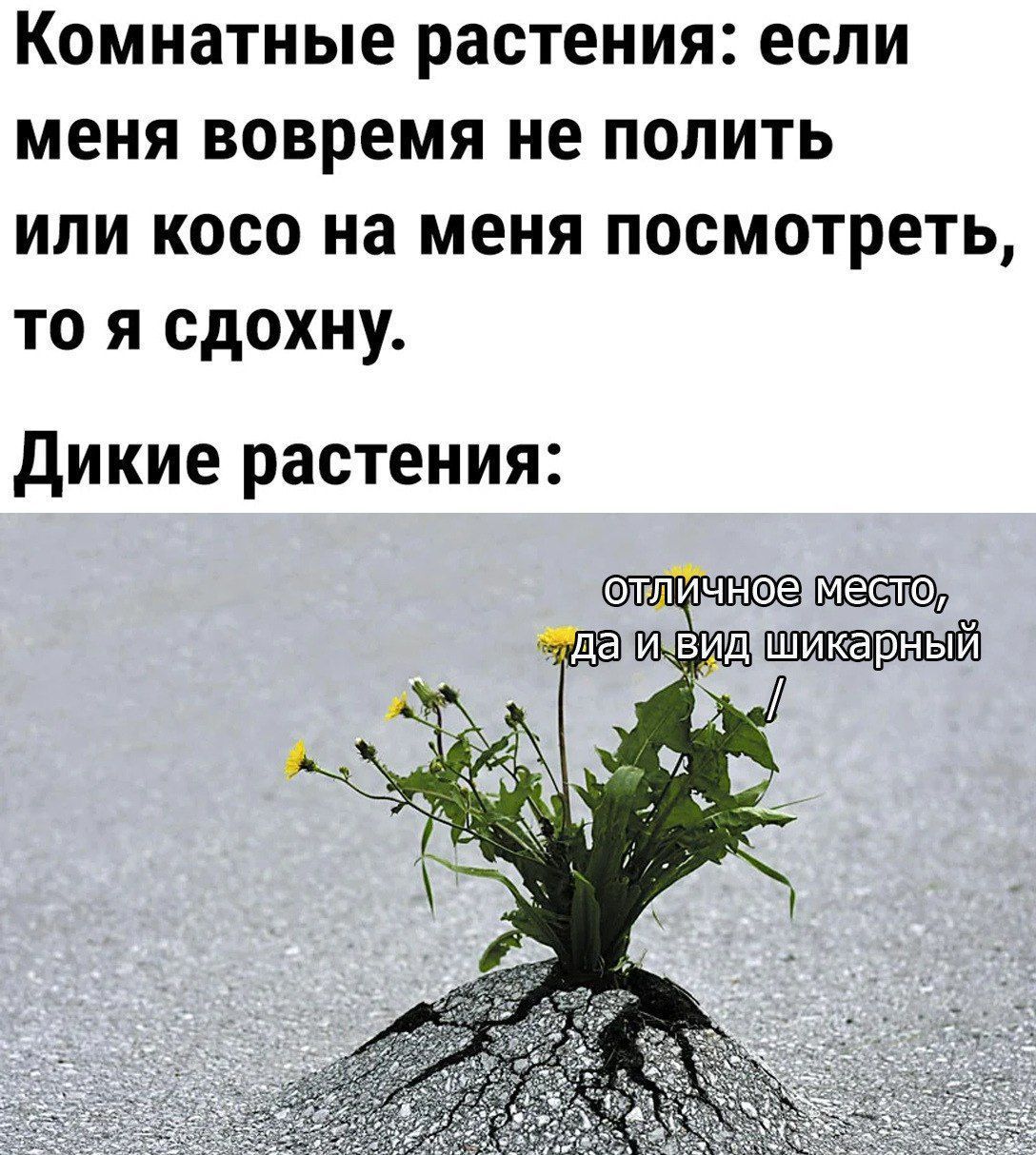 Комнатные растения погибают. Погибающие растения. Если растение. Погибающий цветок. Полудохлое растение.