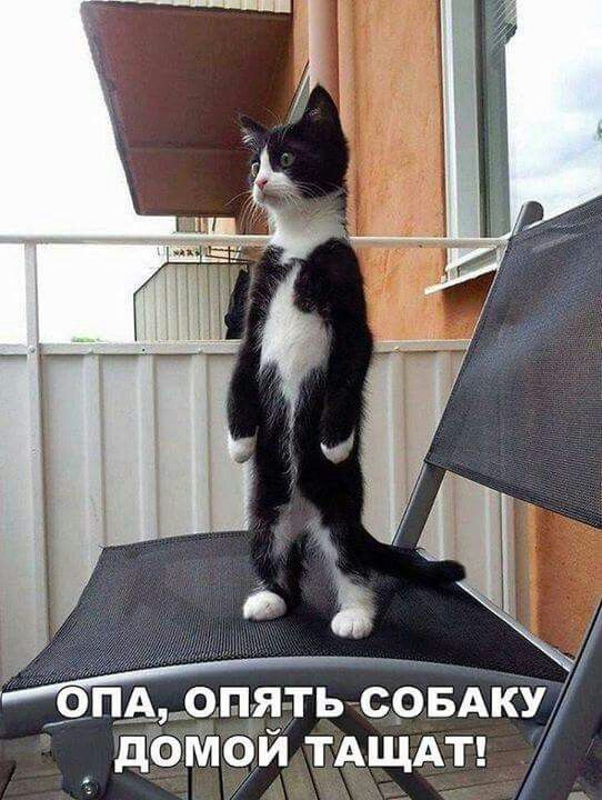 Опьдшуть соБдку д0М0и ТАЩАТ