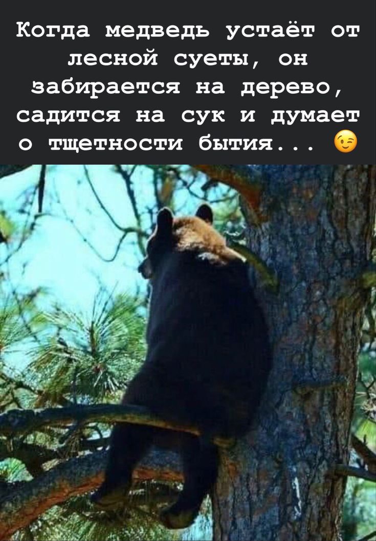 Когда медведь устаёт от лесной суеты он забирается на дерево садится на сук и думает о тщетности бытия ч _